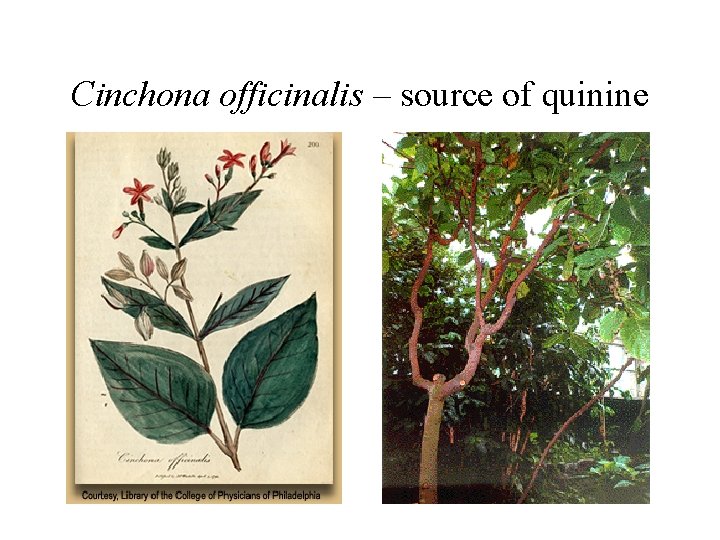 Cinchona officinalis – source of quinine 