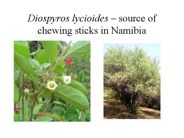 Diospyros lycioides – source of chewing sticks in Namibia 
