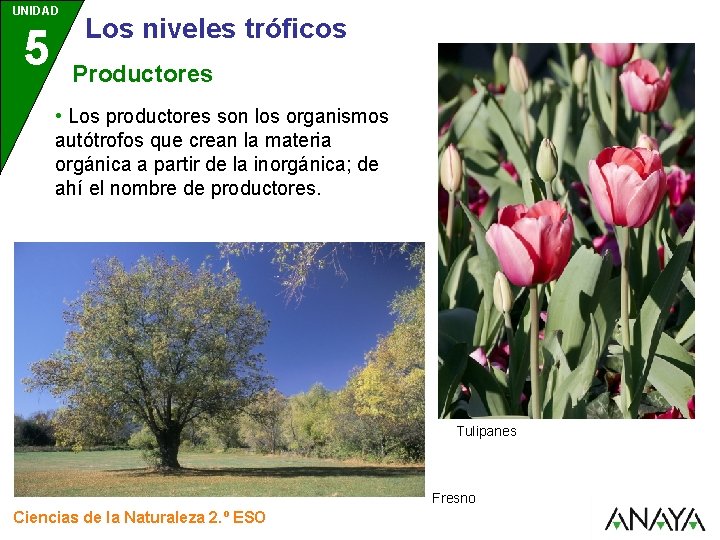 UNIDAD 5 Los niveles tróficos Productores • Los productores son los organismos autótrofos que