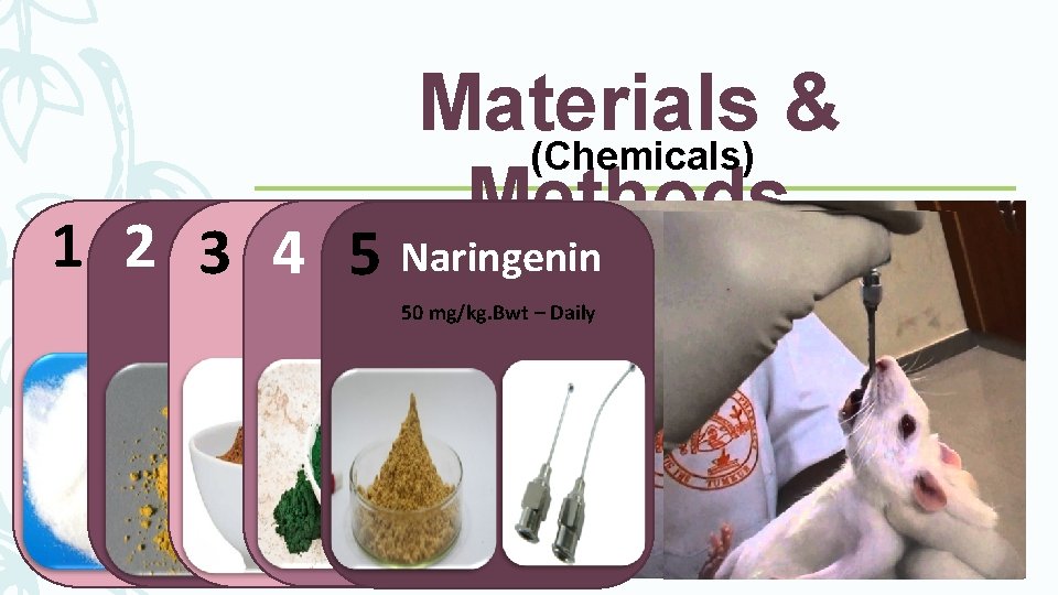 Materials & (Chemicals) Methods Thioacetamide Silymarin 1 2 (TAA) Naringenin 3 4 Propolis 5 Materials & (Chemicals) Methods Thioacetamide Silymarin 1 2 (TAA) Naringenin 3 4 Propolis 5