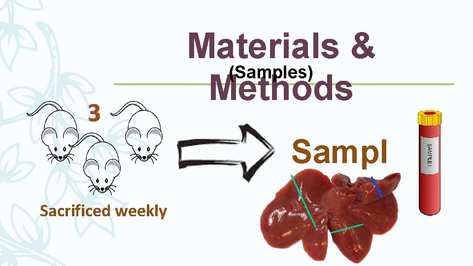 3 Sacrificed weekly Materials & (Samples) Methods Sampl es 3 Sacrificed weekly Materials & (Samples) Methods Sampl es