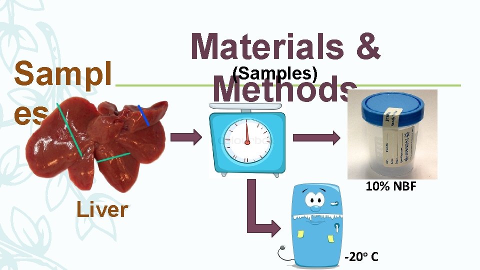 Sampl es Materials & (Samples) Methods 10% NBF Liver -20 o C Sampl es Materials & (Samples) Methods 10% NBF Liver -20 o C
