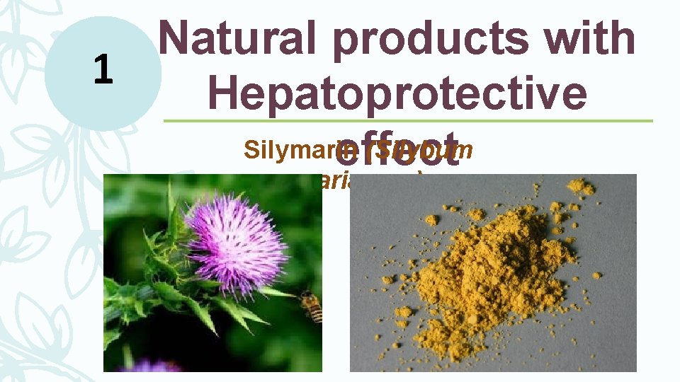 Natural products with 1 Hepatoprotective Silymarin (Silybum effect marianum) Natural products with 1 Hepatoprotective Silymarin (Silybum effect marianum)