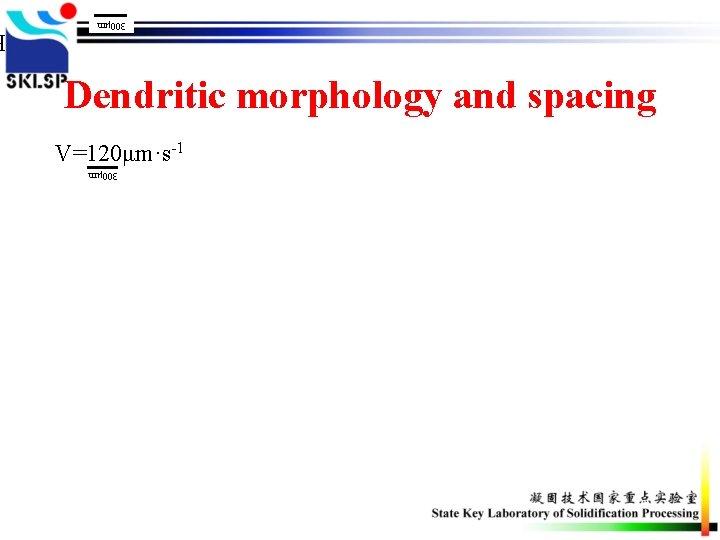 300μm Dendritic morphology and spacing V=120μm·s-1 300μm 