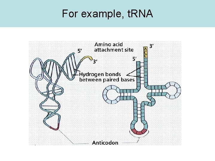 For example, t. RNA 