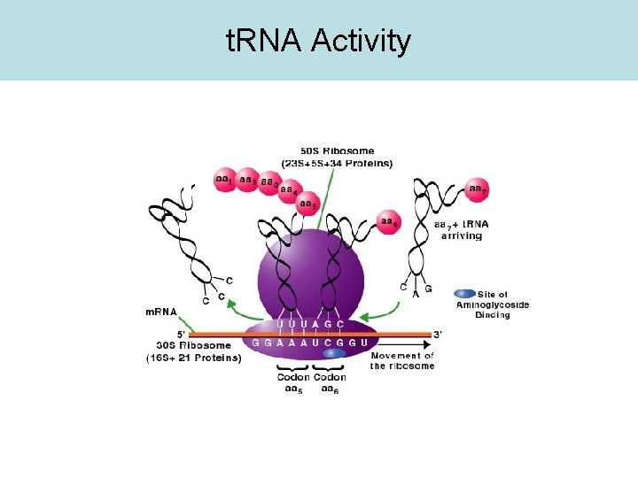 t. RNA Activity 
