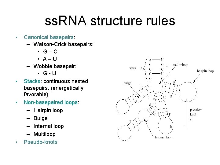 ss. RNA structure rules • • Canonical basepairs: – Watson-Crick basepairs: • G –