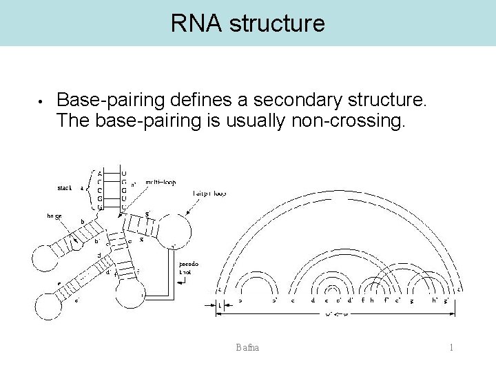 RNA structure • Base-pairing defines a secondary structure. The base-pairing is usually non-crossing. Bafna