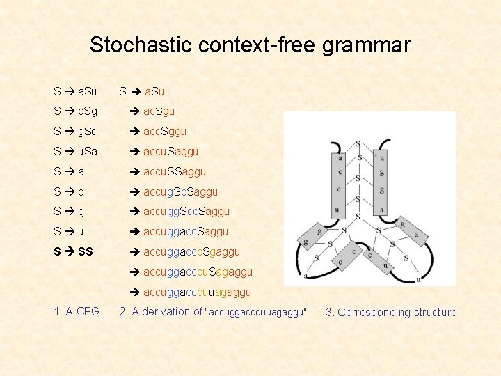 Stochastic context-free grammar S a. Su S c. Sg ac. Sgu S g. Sc