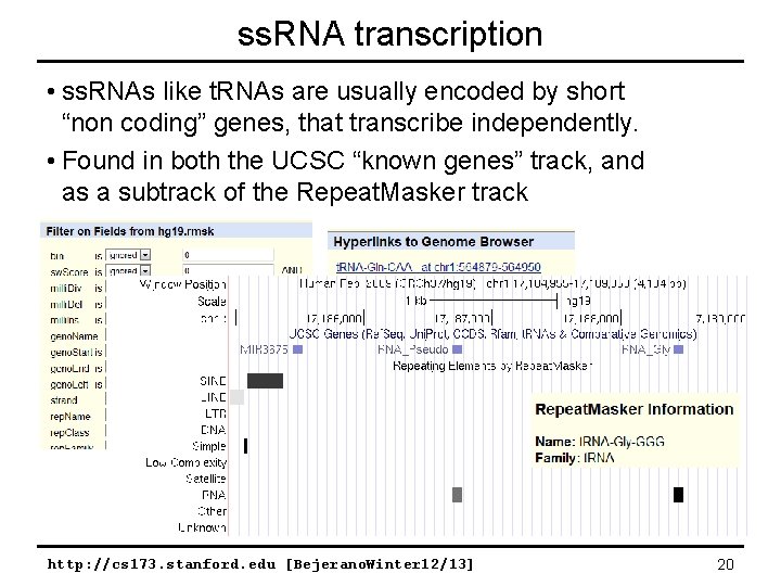 ss. RNA transcription • ss. RNAs like t. RNAs are usually encoded by short