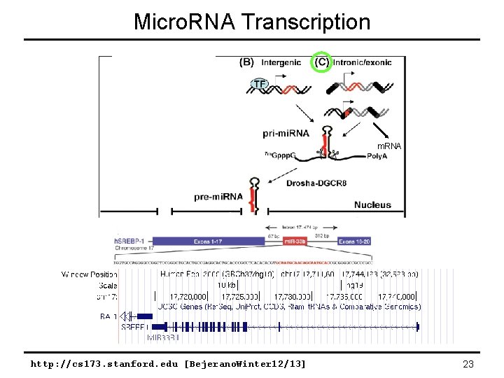 Micro. RNA Transcription m. RNA http: //cs 173. stanford. edu [Bejerano. Winter 12/13] 23