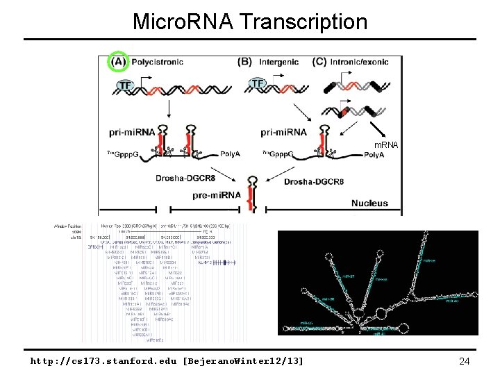 Micro. RNA Transcription m. RNA http: //cs 173. stanford. edu [Bejerano. Winter 12/13] 24