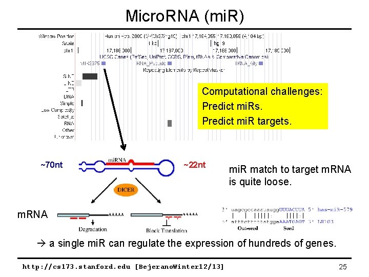 Micro. RNA (mi. R) Computational challenges: Predict mi. Rs. Predict mi. R targets. ~70