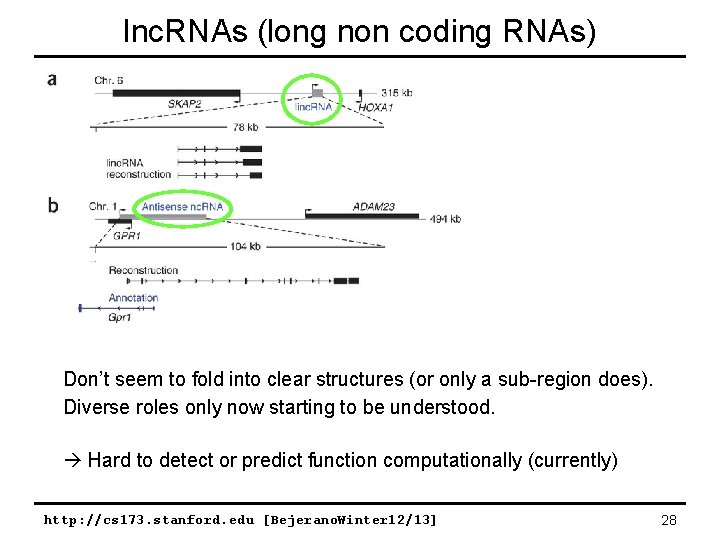 lnc. RNAs (long non coding RNAs) Don’t seem to fold into clear structures (or