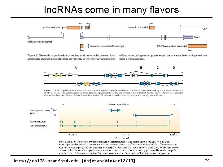 lnc. RNAs come in many flavors http: //cs 173. stanford. edu [Bejerano. Winter 12/13]