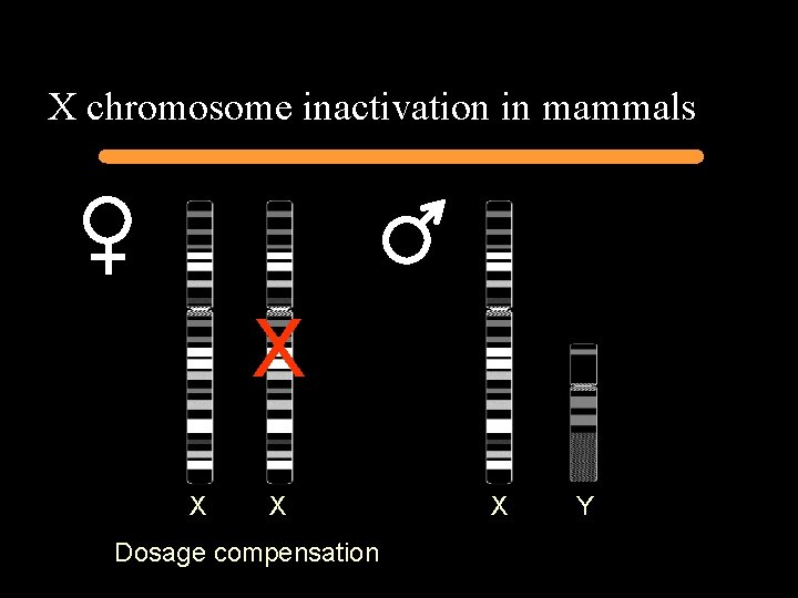 X chromosome inactivation in mammals X X X Dosage compensation X Y 