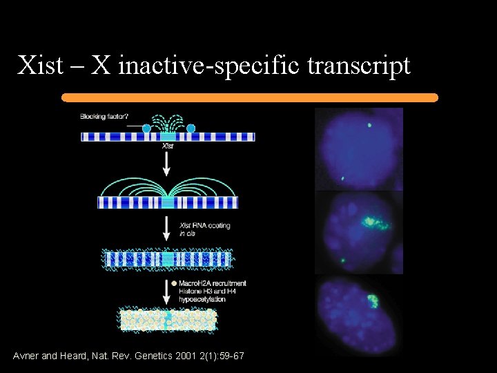 Xist – X inactive-specific transcript Avner and Heard, Nat. Rev. Genetics 2001 2(1): 59