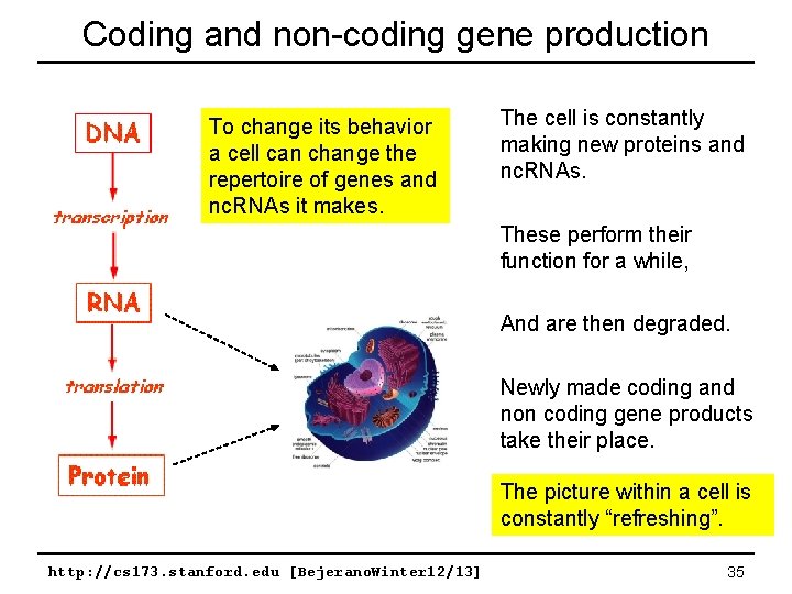 Coding and non-coding gene production To change its behavior a cell can change the