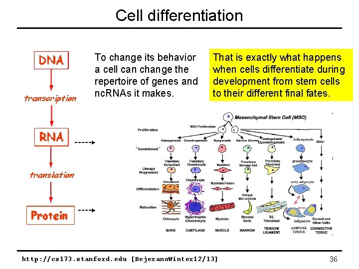 Cell differentiation To change its behavior a cell can change the repertoire of genes