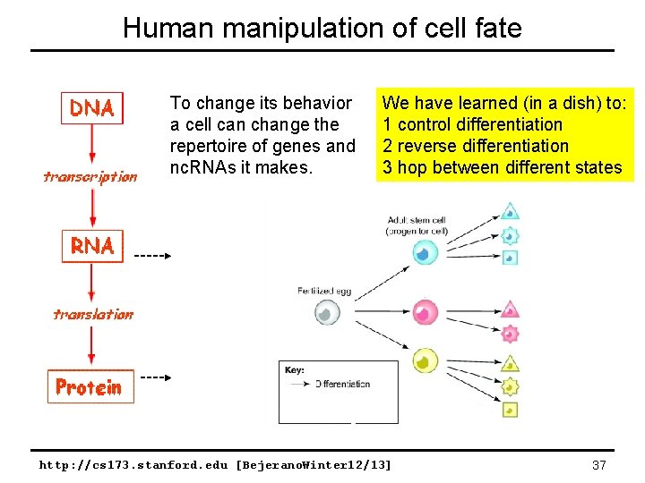 Human manipulation of cell fate To change its behavior a cell can change the