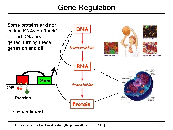 Gene Regulation Some proteins and non coding RNAs go “back” to bind DNA near