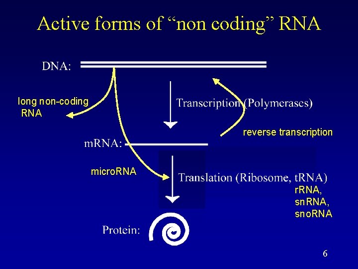 Active forms of “non coding” RNA long non-coding RNA reverse transcription micro. RNA r.