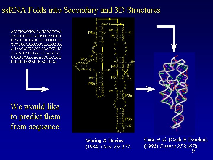 ss. RNA Folds into Secondary and 3 D Structures AAUUGCGGGAAAGGGGUCAA CAGCCGUUCAGUACCAAGUC UCAGGGGAAACUUUGAGAUG GCCUUGCAAAGGGUAUGGUA AUAAGCUGACGGACAUGGUC