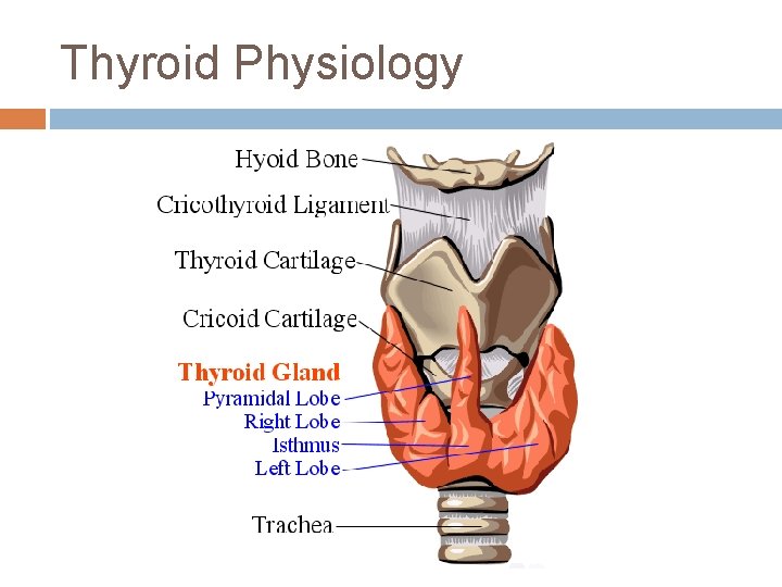 Thyroid Physiology 