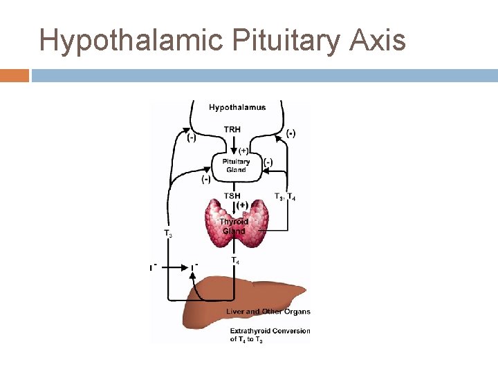 Hypothalamic Pituitary Axis 