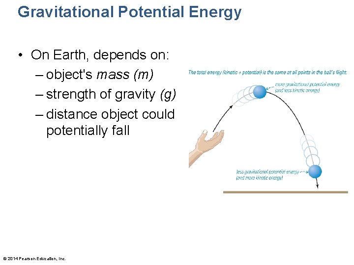 Gravitational Potential Energy • On Earth, depends on: – object's mass (m) – strength