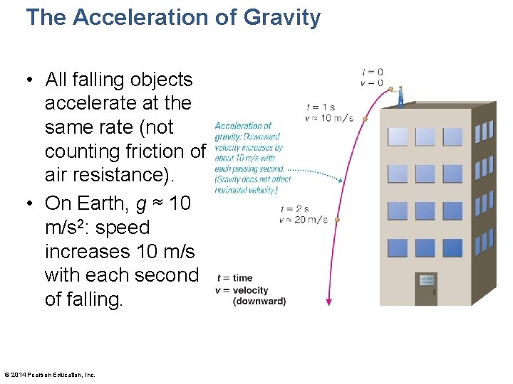 The Acceleration of Gravity • All falling objects accelerate at the same rate (not