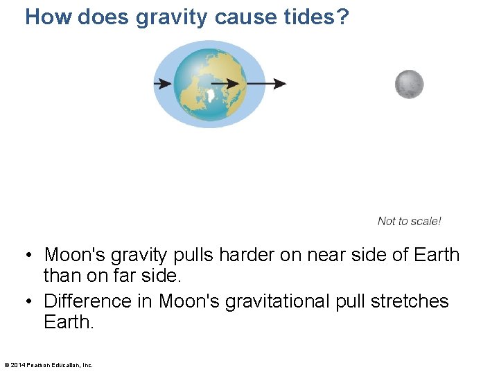 How does gravity cause tides? • Moon's gravity pulls harder on near side of