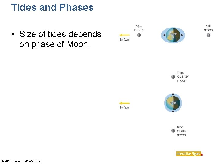 Tides and Phases • Size of tides depends on phase of Moon. © 2014