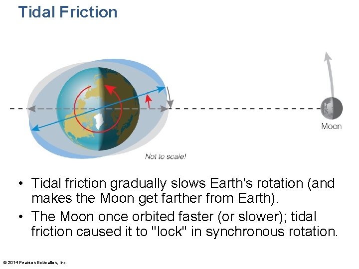 Tidal Friction • Tidal friction gradually slows Earth's rotation (and makes the Moon get