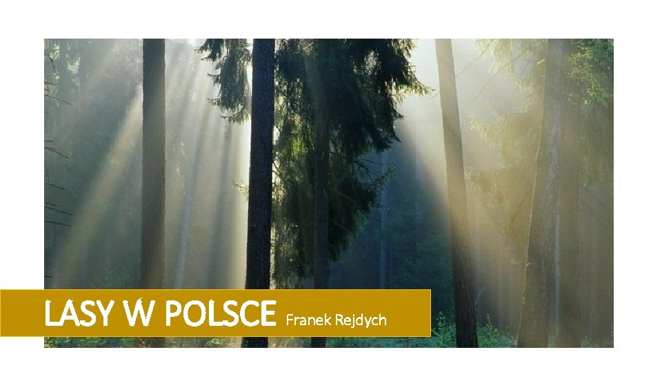 LASY W POLSCE Franek Rejdych 