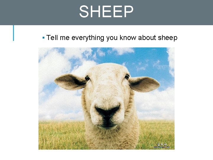 SHEEP § Tell me everything you know about sheep 