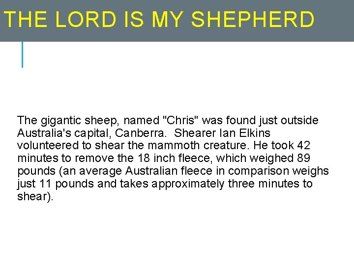 THE LORD IS MY SHEPHERD The gigantic sheep, named "Chris" was found just outside