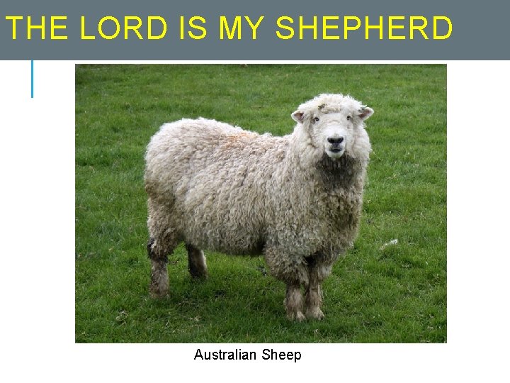 THE LORD IS MY SHEPHERD Australian Sheep 
