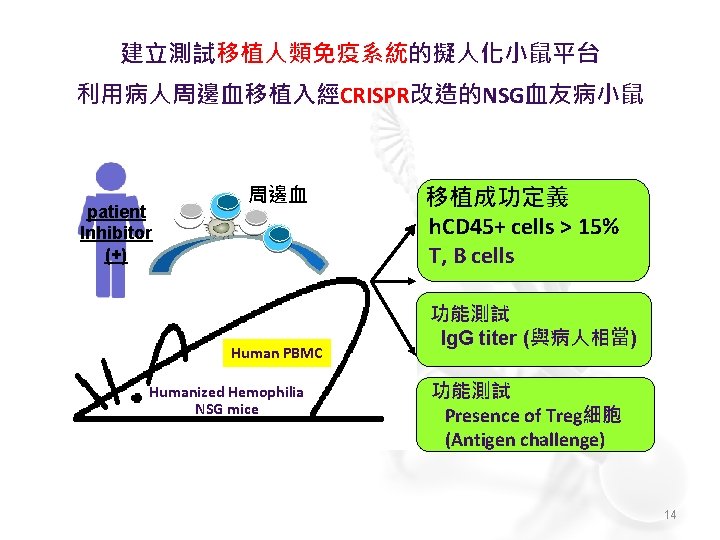 建立測試移植人類免疫系統的擬人化小鼠平台 利用病人周邊血移植入經CRISPR改造的NSG血友病小鼠 patient Inhibitor (+) 周邊血 Human PBMC Humanized Hemophilia NSG mice 移植成功定義 h.