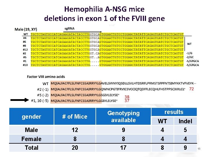 Hemophilia A-NSG mice deletions in exon 1 of the FVIII gene results gender #