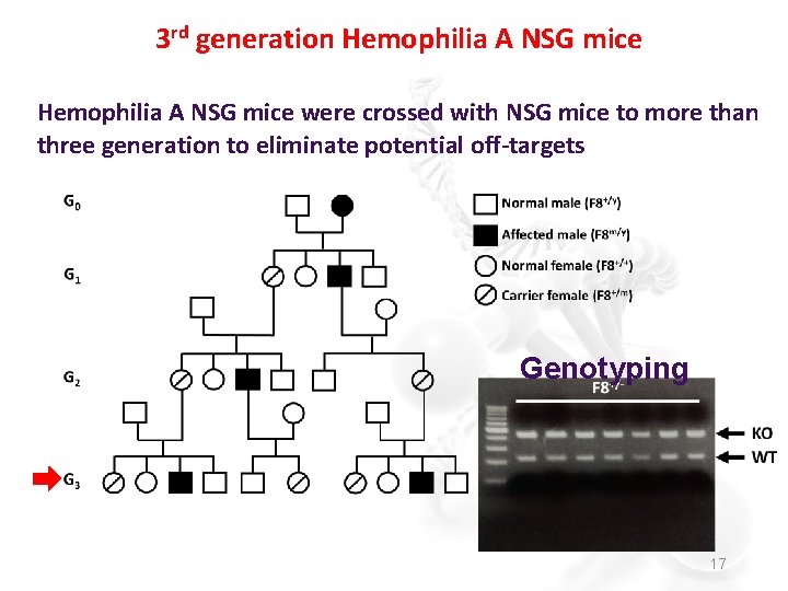 3 rd generation Hemophilia A NSG mice were crossed with NSG mice to more