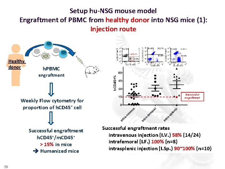 Setup hu-NSG mouse model Engraftment of PBMC from healthy donor into NSG mice (1):