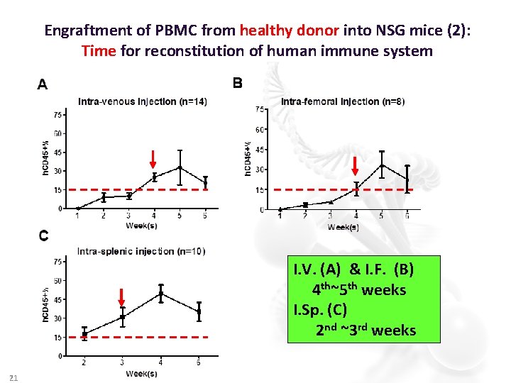 Engraftment of PBMC from healthy donor into NSG mice (2): Time for reconstitution of
