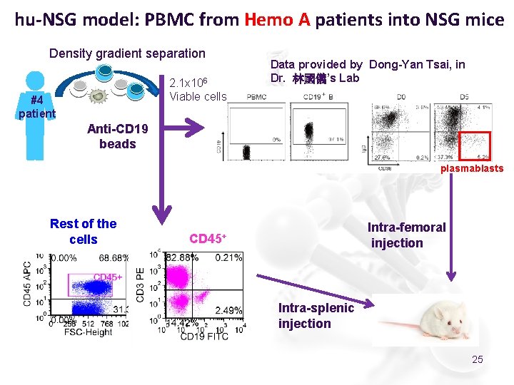 hu-NSG model: PBMC from Hemo A patients into NSG mice Density gradient separation 2.