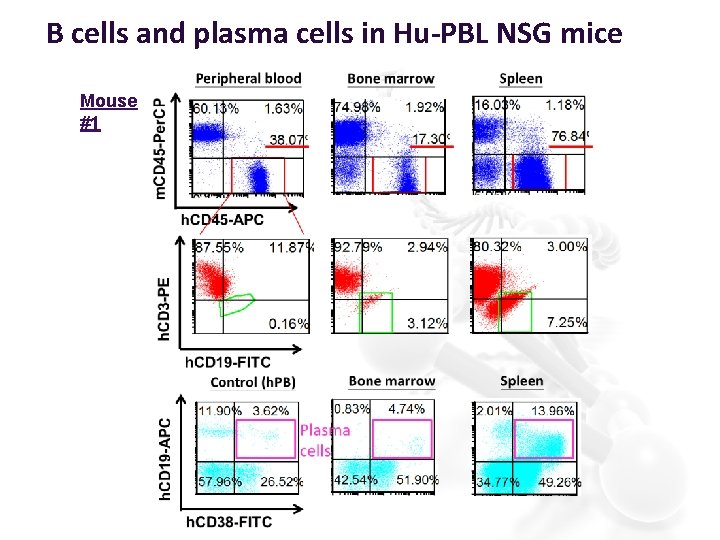 B cells and plasma cells in Hu-PBL NSG mice Mouse #1 