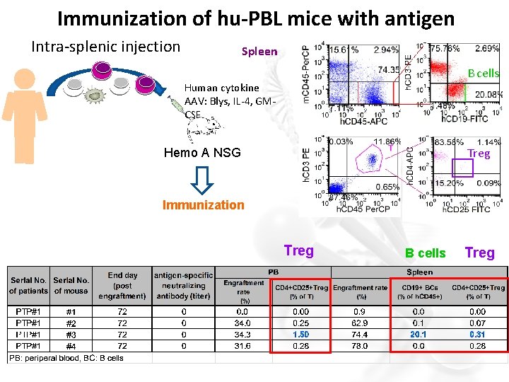 Immunization of hu-PBL mice with antigen Intra-splenic injection Spleen B cells Human cytokine AAV: