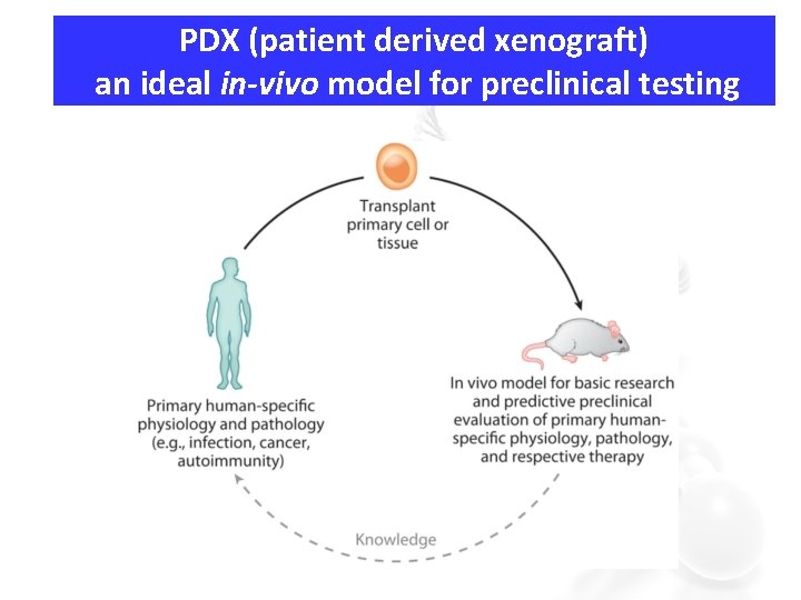 PDX (patient derived xenograft) an ideal in-vivo model for preclinical testing 