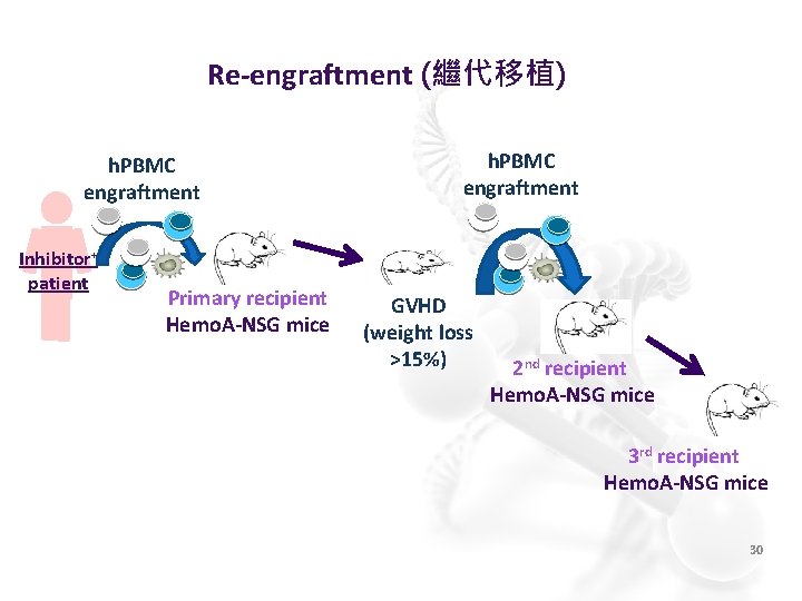 Re-engraftment (繼代移植) h. PBMC engraftment Inhibitor+ patient Primary recipient Hemo. A-NSG mice h. PBMC