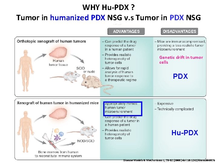 WHY Hu-PDX ? Tumor in humanized PDX NSG v. s Tumor in PDX NSG