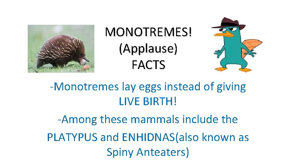 MONOTREMES! (Applause) FACTS -Monotremes lay eggs instead of giving LIVE BIRTH! -Among these mammals